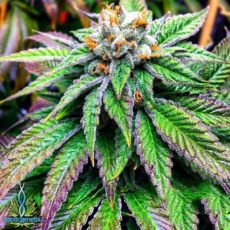 Exotic Genetix Seeds Green Ribbon BX