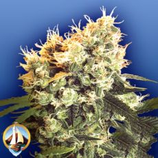 Flying Dutchmen Seeds Haleys Comet