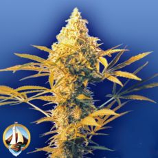 Flying Dutchmen Seeds Haze Mist