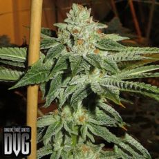 Dungeon Vault Genetics Seeds Hot Rod