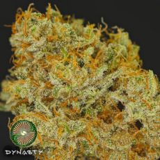 Dynasty Genetics Seeds Huckleberry Cough V2