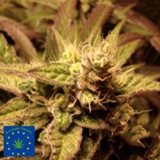 Europa Seeds Kali Rush