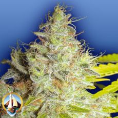 Flying Dutchmen Seeds Kerala Krush