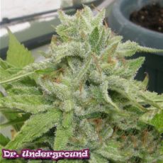Dr. Underground Seeds King Kong