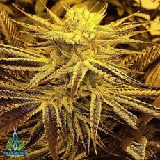 Exotic Genetix Seeds The Labyrinth