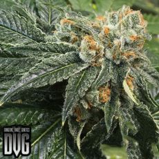 Dungeon Vault Genetics Seeds Lost Soul