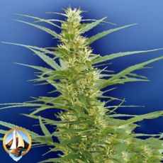 Flying Dutchmen Seeds Mixed Sativa Diva's