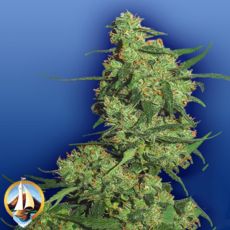 Flying Dutchmen Seeds Nepal Kush