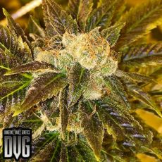 Dungeon Vault Genetics Seeds Palpatine