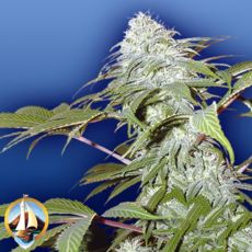 Flying Dutchmen Seeds Pineapple Punch