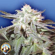 Flying Dutchmen Seeds Pot of Gold