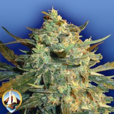 Flying Dutchmen Seeds Power Skunk