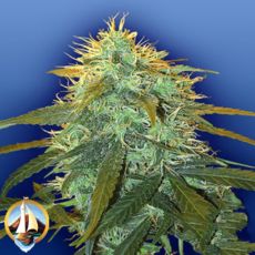 Flying Dutchmen Seeds Skunk #1