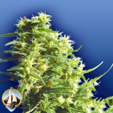 Flying Dutchmen Seeds Thai Tanic