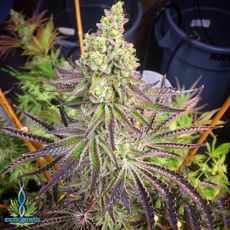 Exotic Genetix Seeds The Candy