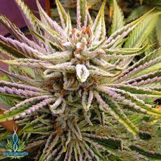 Exotic Genetix Seeds The Cube