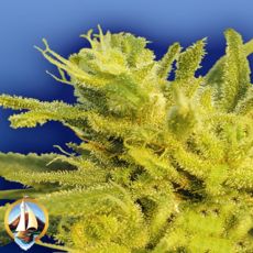 Flying Dutchmen Seeds The Original Haze