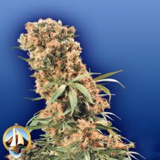 Flying Dutchmen Seeds The Pure