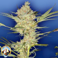 Flying Dutchmen Seeds The Real McCoy