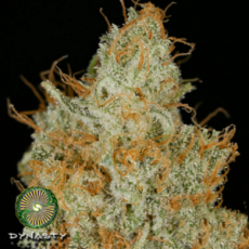 Dynasty Genetics Seeds Honey Badger Haze