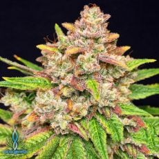 Exotic Genetix Seeds Throwback Kush
