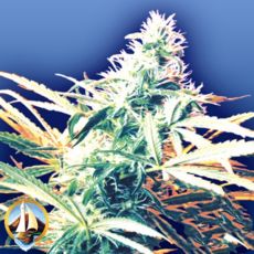 Flying Dutchmen Seeds Titans Haze