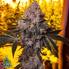 Exotic Genetix Seeds Trap Star