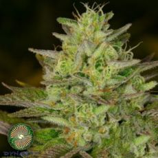 Dynasty Genetics Seeds Huckleberry Diesel