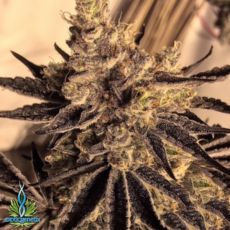 Exotic Genetix Seeds Donkey Butter