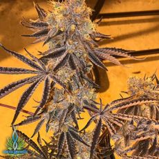 Exotic Genetix Seeds Triple Chocolate Chip