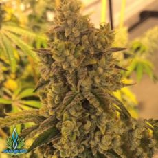 Exotic Genetix Seeds Triple OG