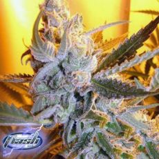 Flash Autoflowering Seeds Heaven's Haze