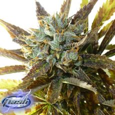 Flash Autoflowering Seeds Chazy