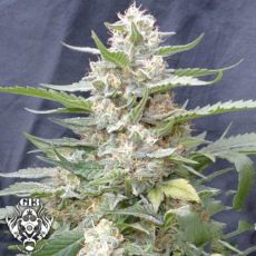 G13 Labs Seeds Lemon Amber Kush