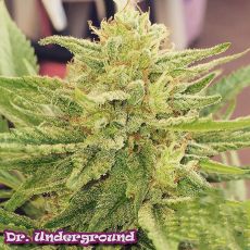Dr. Underground Seeds Godzilla Glue