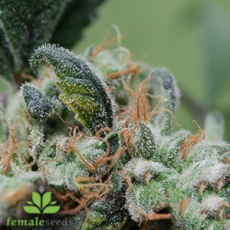 Female Seeds Blue Cheese