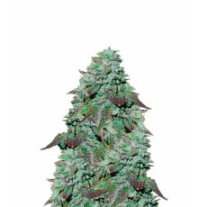 Flying Dutchmen Seeds Edelweiss