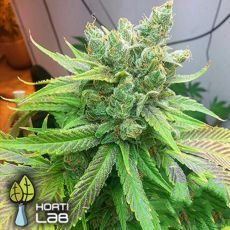 Hortilab Seeds Sweet Pink Grapefruit BX