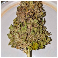 KC Brains Space Mango AUTO