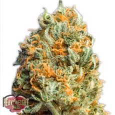 Heavyweight Seeds Fully Loaded AUTO