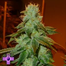 Gage Green Seeds Aspirare