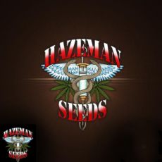 Hazeman Seeds Hindu Kush