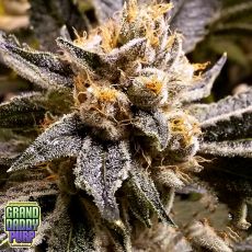 GrandDaddy Purple Seeds Confidential Purp