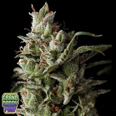 GrandDaddy Purple Seeds The Funk