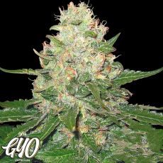 GYO by DNA Genetics RockLock