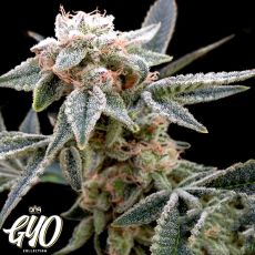 GYO by DNA Genetics White Alien