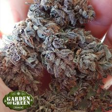 Garden of Green Seeds GDP Auto x Gumberry Auto