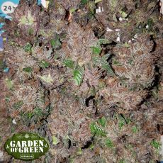 Garden of Green Seeds Phantom Cookies Domina