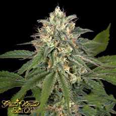Green House Seeds Pheno Hunt Collection Hawaiian Snow x Amnesia x Face Off