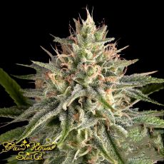 Green House Seeds Pheno Hunt Collection Hawaiian Snow x Sour Banana